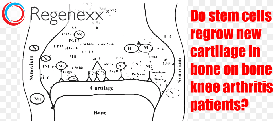 Stem Cells For Bone On Bone Colegio San Jose Moreno Nieto, Chart, Plot, Book, Comics Png Image