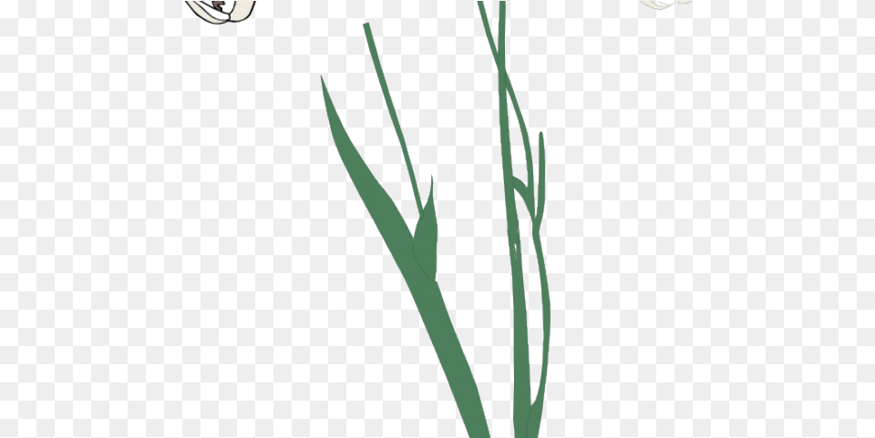 Stem Clipart Long Stem Flower Flower, Grass, Plant, Food Free Transparent Png