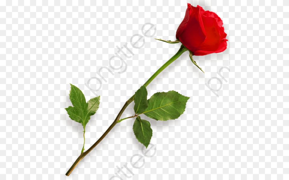 Stem Clipart Red Rose Picsart Effect Flower, Plant Free Png Download