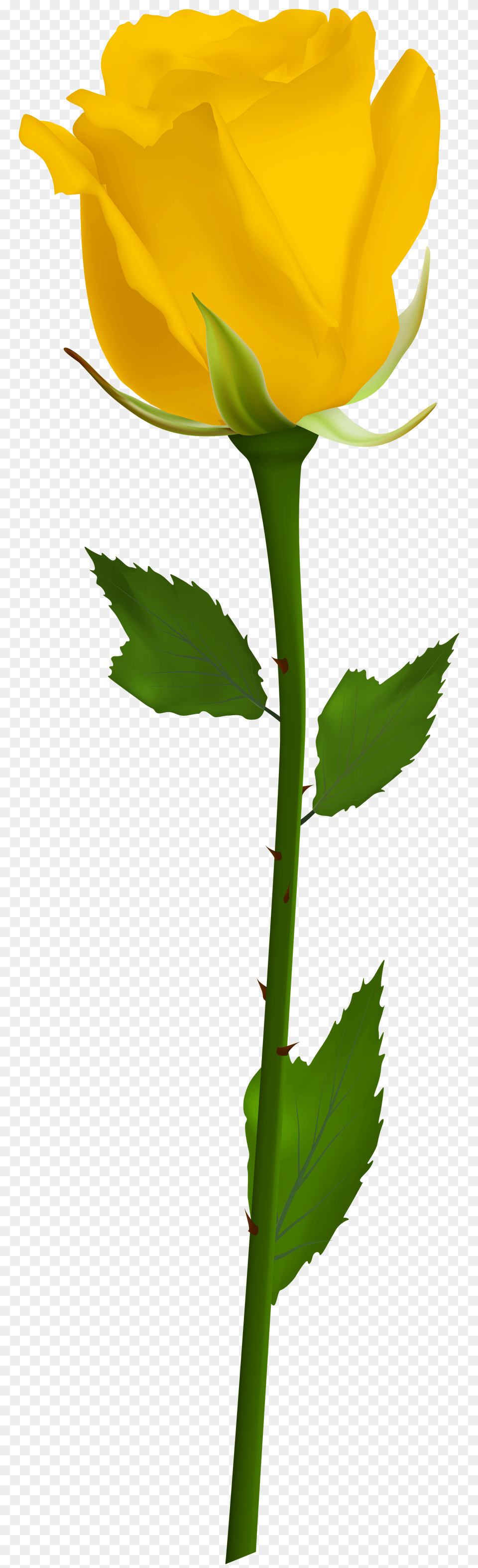 Stem Clipart Rose, Flower, Plant, Petal, Person Png Image