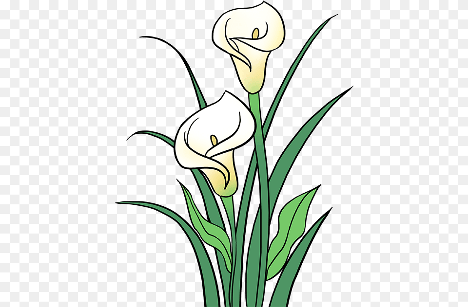 Stem Drawing Lily Flower Clipart Calla Lily Flower Drawing, Plant, Face, Head, Person Free Transparent Png