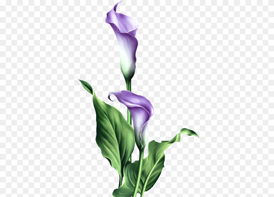 Stem Drawing Lily Flower Transparent Clipart Calla Lily Transparent, Plant, Purple, Petal, Adult Free Png Download