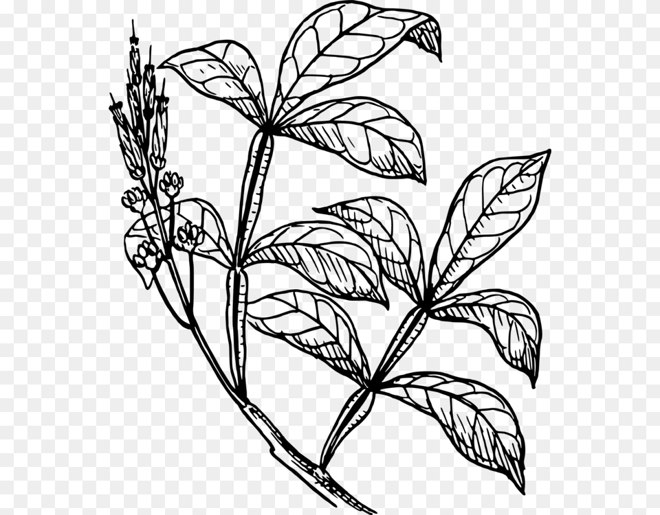 Stem Drawing Plant Easy Shrub Plants Drawing, Gray Free Transparent Png
