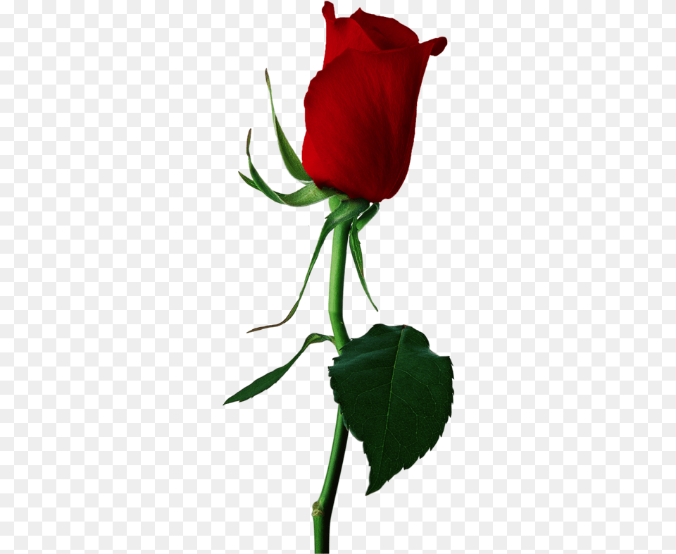 Stem Drawing Rose Bud Graphic Stock Red Rose Bud, Flower, Plant Free Png