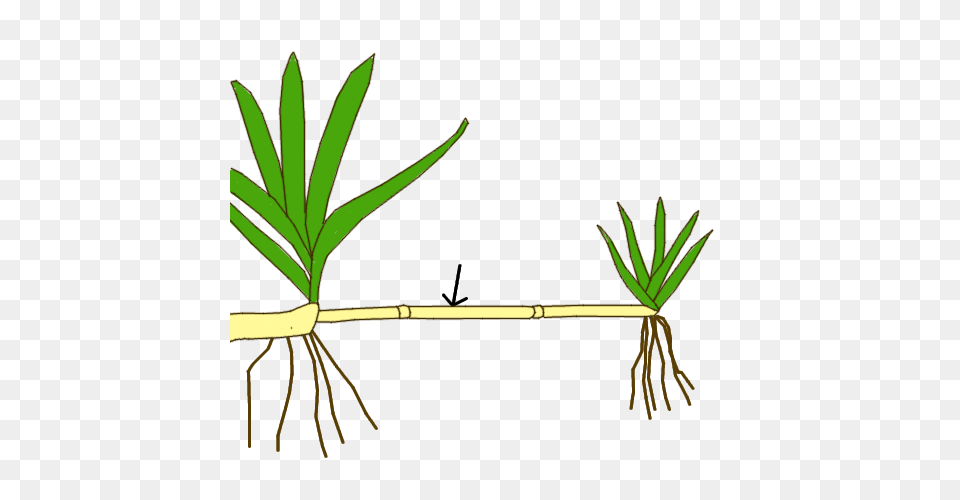 Stem Morphology Type Stolon, Leaf, Plant, Grass, Root Free Png Download