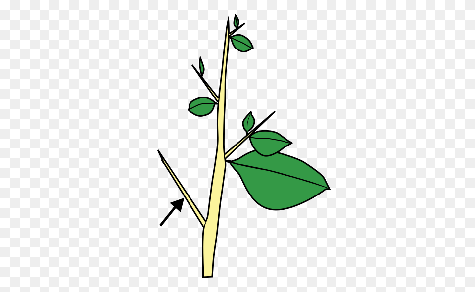 Stem Morphology Type Thorn, Green, Leaf, Plant, Tree Free Transparent Png