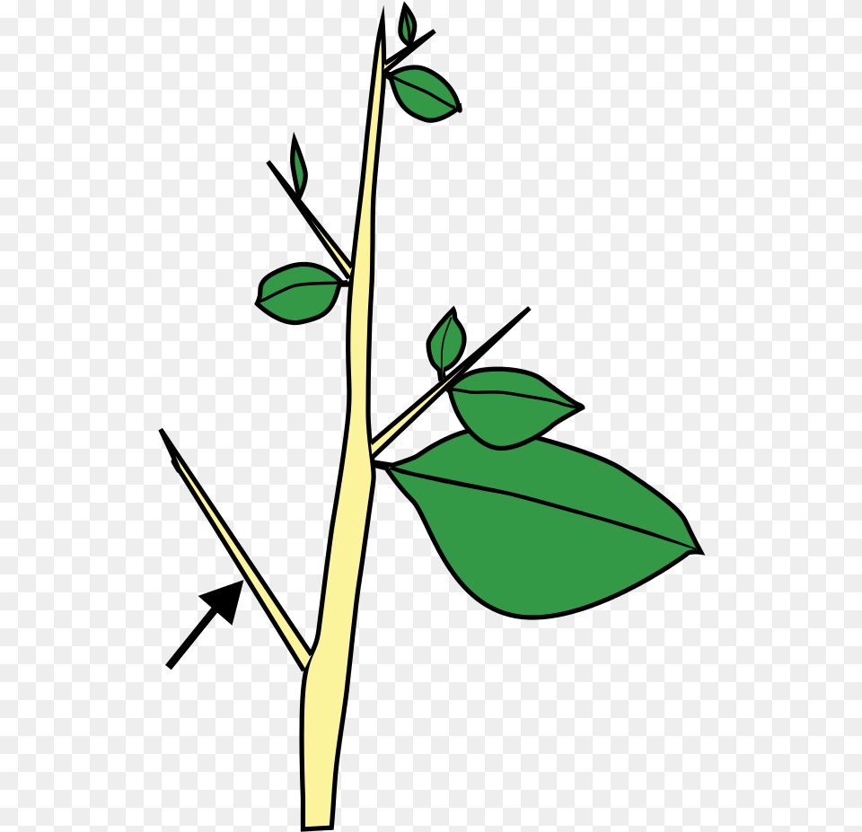 Stem Morphology Type Thorn, Green, Leaf, Plant, Tree Free Png