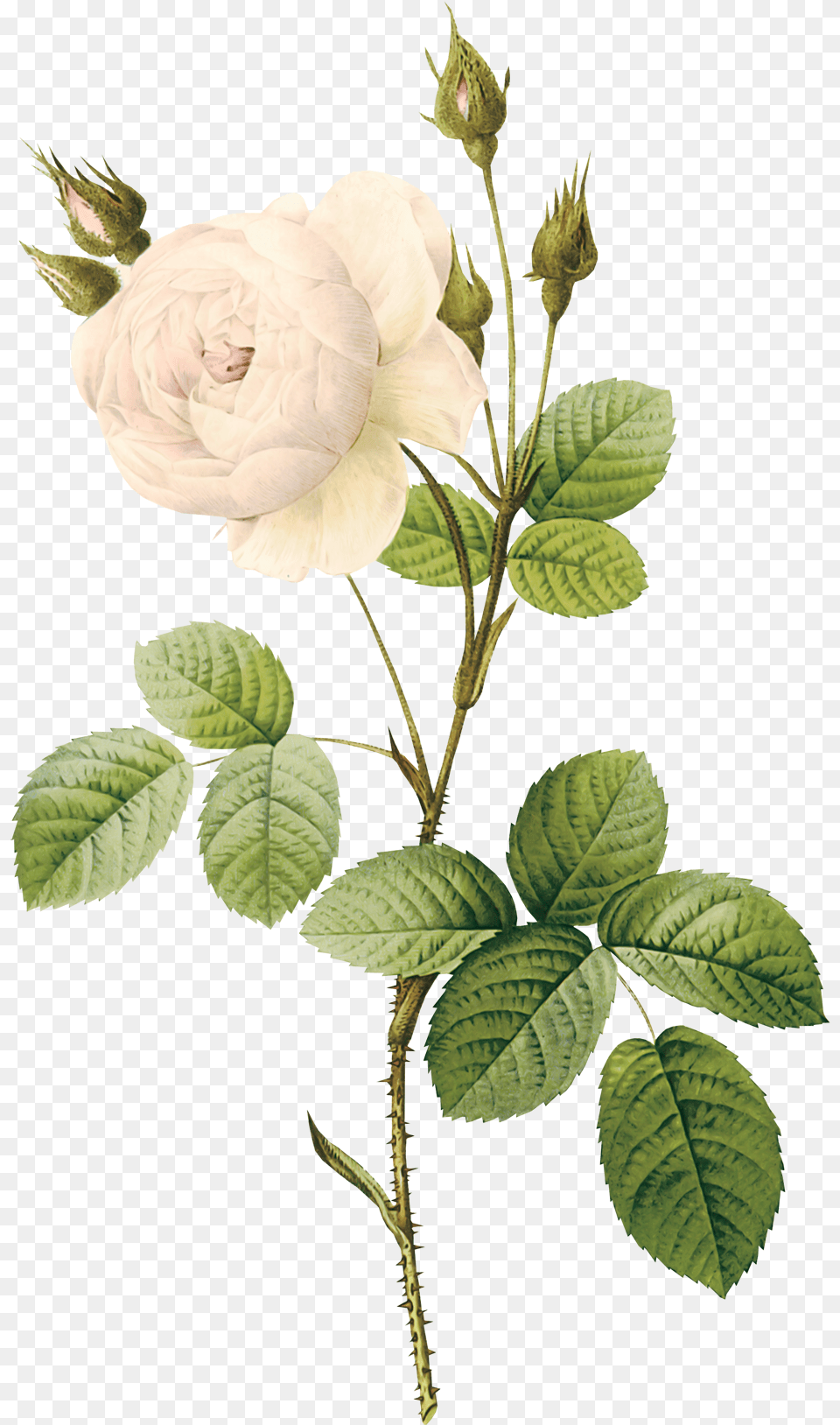 Stem Of A Plant Plantpng Images Flower Stem, Leaf, Rose, Herbal, Herbs Free Png Download