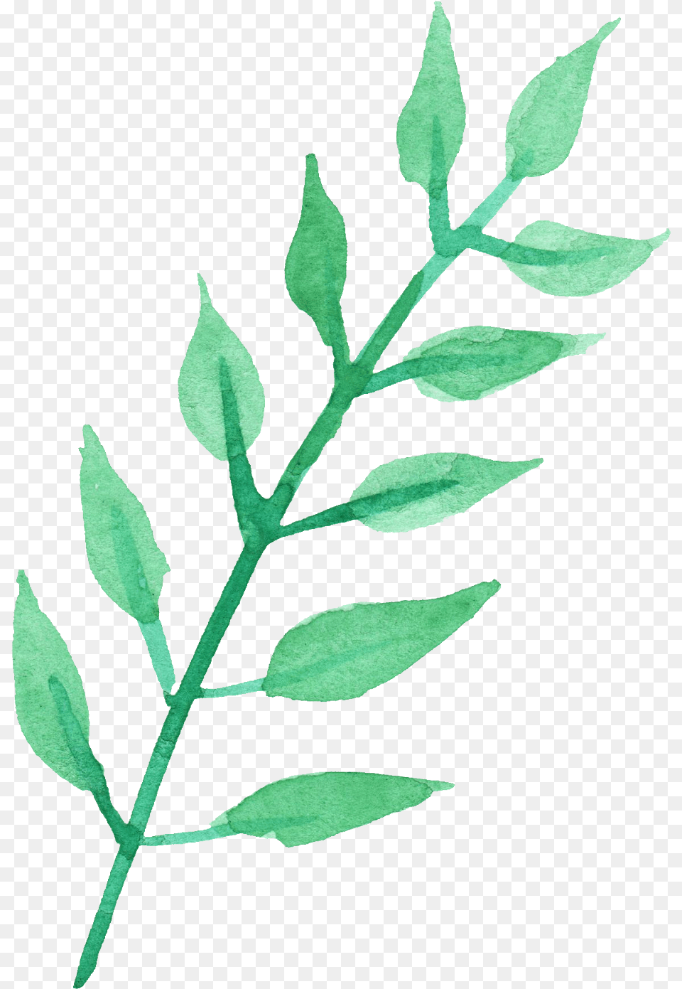 Stem Of A Plant Transparent Images Watercolor Leaves Watercolor Leaves Transparent Background, Herbal, Herbs, Leaf, Grass Png Image