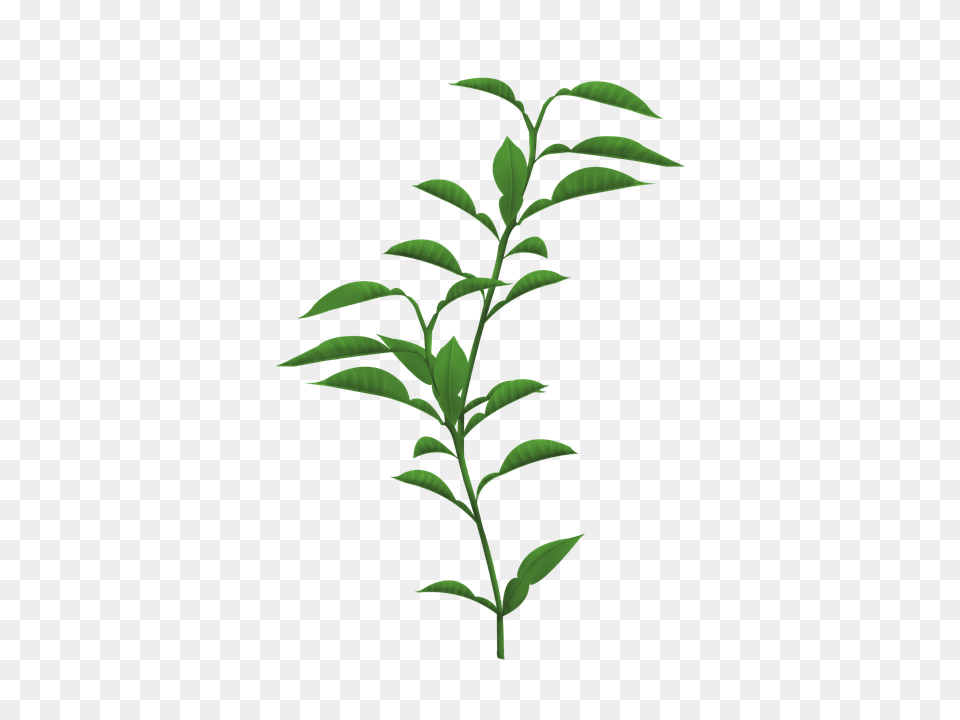 Stem Of A Plant Transparent Stem Of A Plant, Herbal, Herbs, Leaf, Tree Png