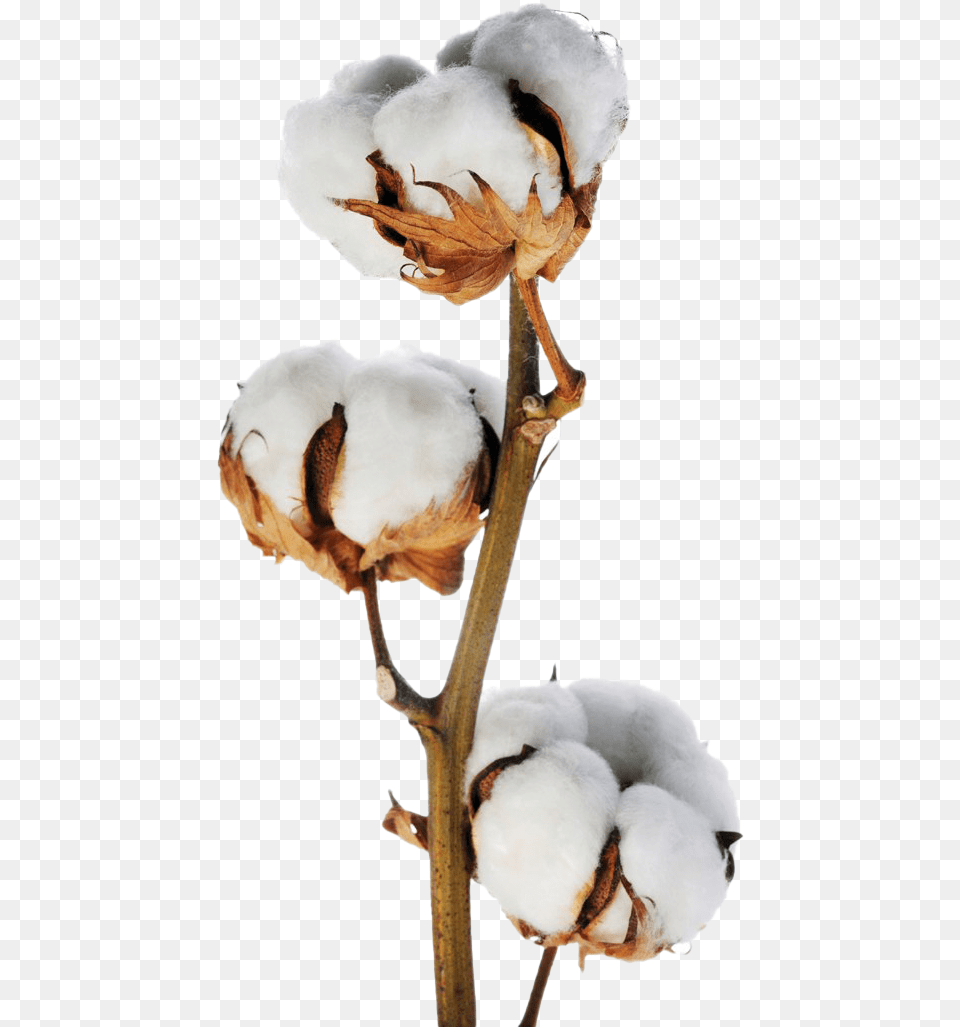 Stem Of Cotton Plant, Animal, Bird Png