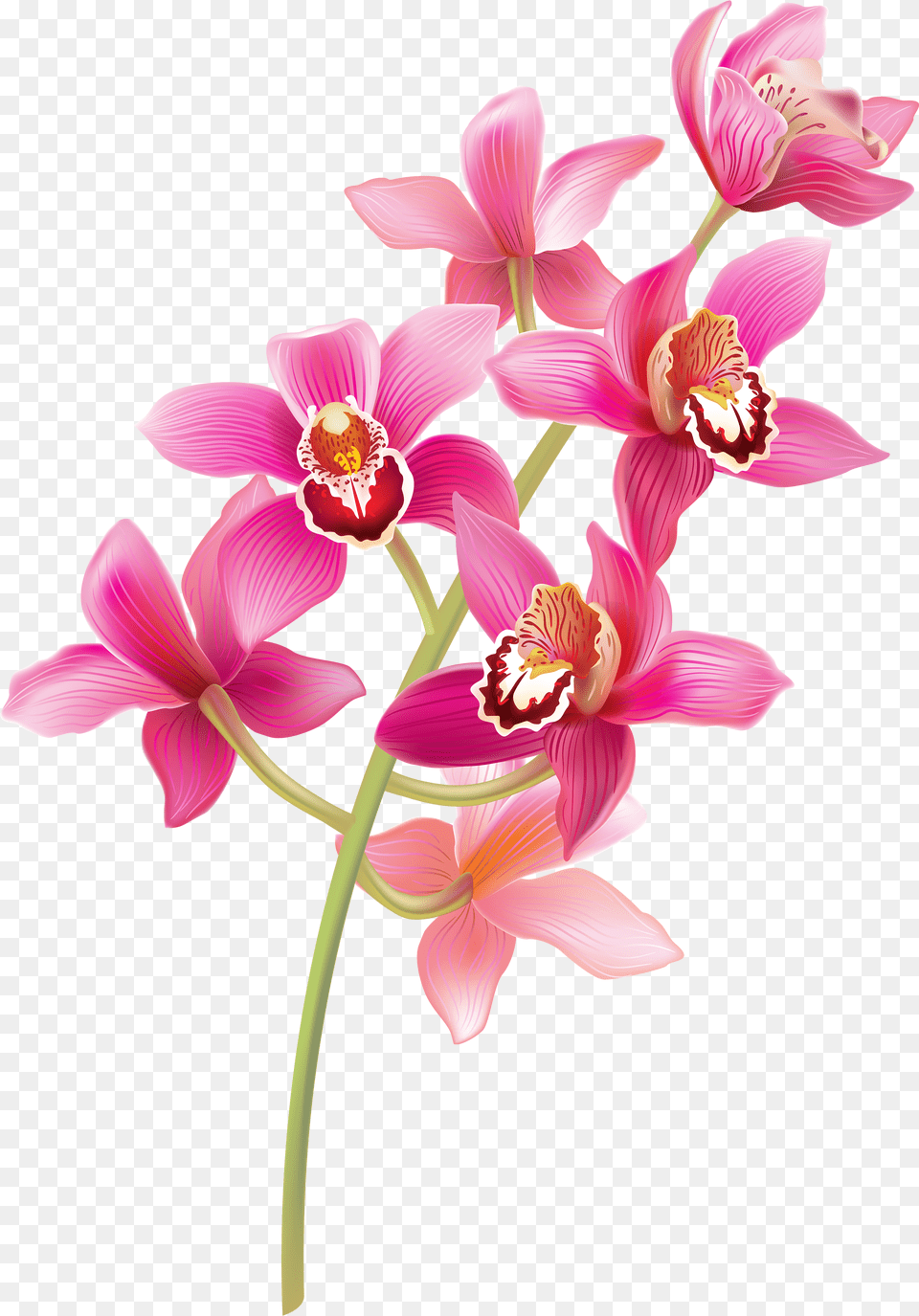 Stem Pink Orchids Clipart Pink Orchids, Flower, Orchid, Plant Free Png Download