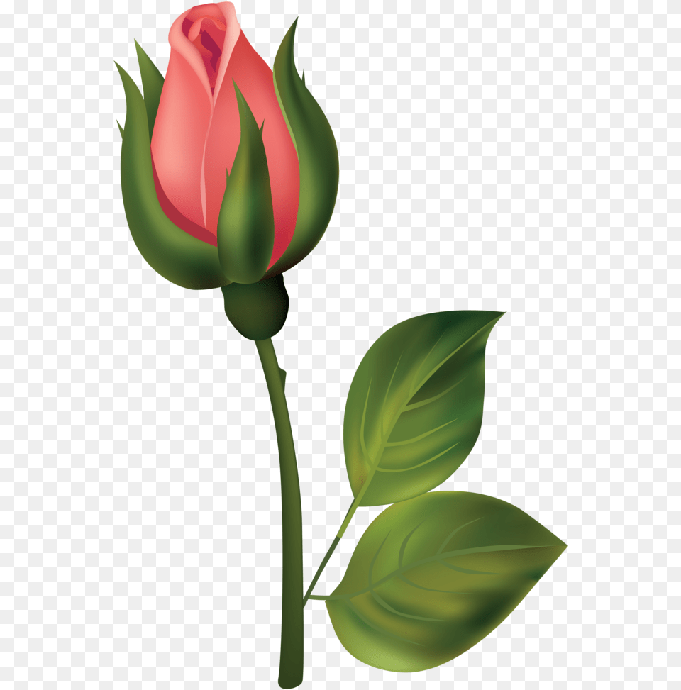 Stem Red Rose Bud Clipart Flower Bud Bud Clipart, Plant, Sprout Free Png