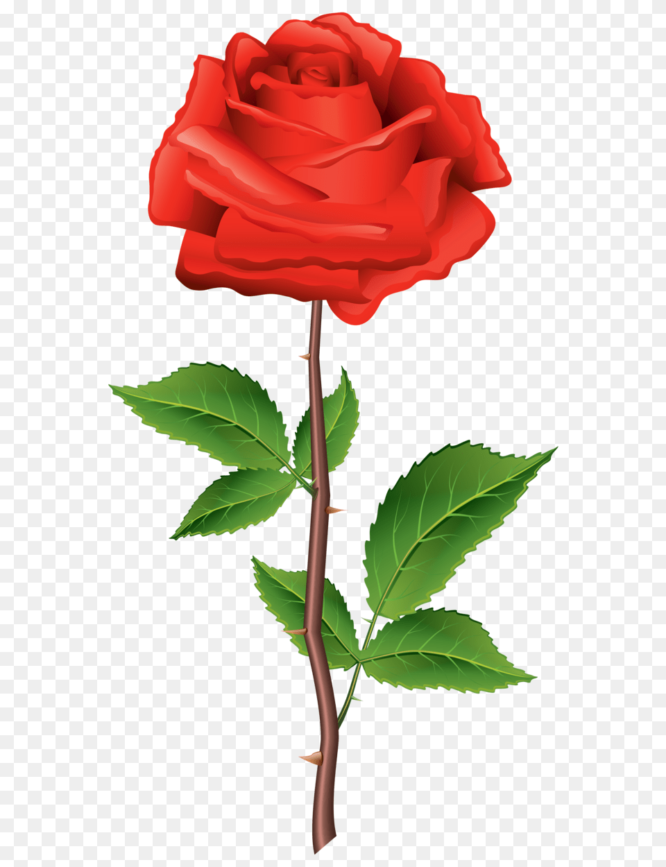 Stem Red Rose Clipart, Flower, Plant, Leaf Png