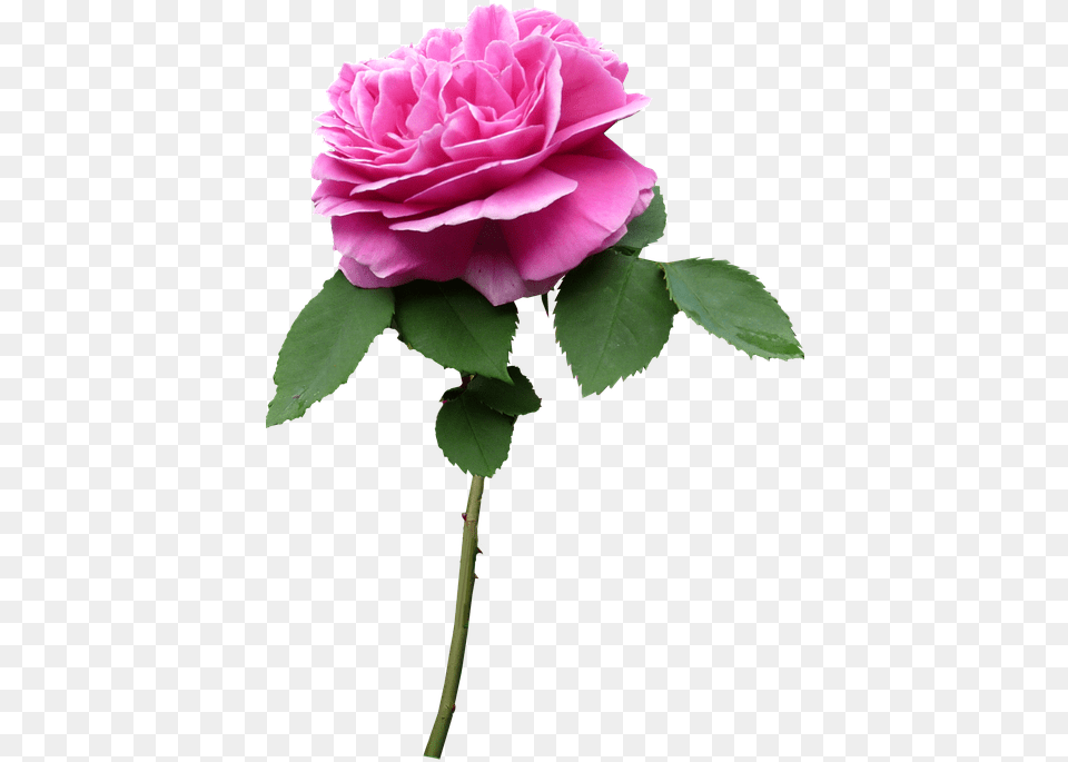 Stem Rose Pink Flower Flower With Stem, Plant, Geranium, Petal, Carnation Png