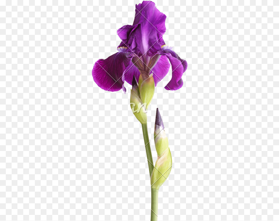 Stem With Deep Purple Iris Flower Isolated Iris Purple Flower With Stem, Plant, Petal Png Image
