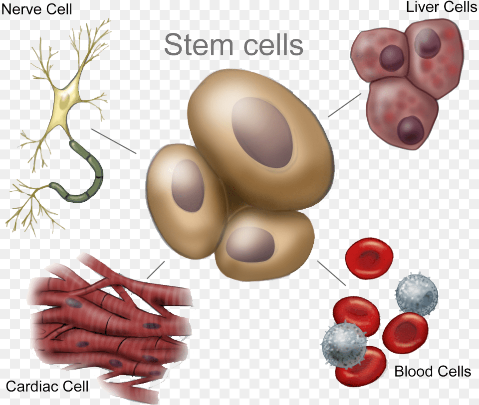 Stemcellsnew Hires 1024x867 Many Unspecialized Stem Cells Png Image