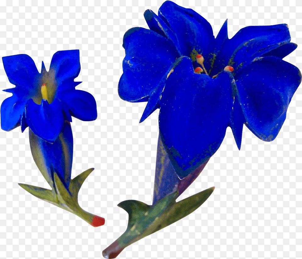 Stemless Gentian, Acanthaceae, Flower, Geranium, Petal Png Image