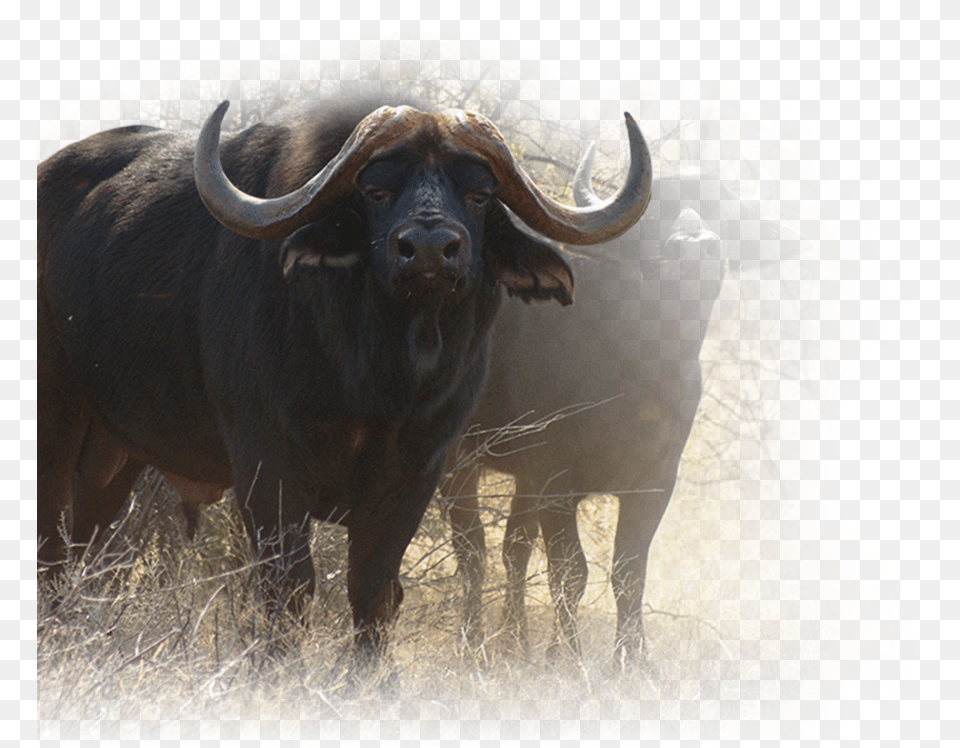 Step 1 Of Bull, Animal, Buffalo, Mammal, Wildlife Png Image