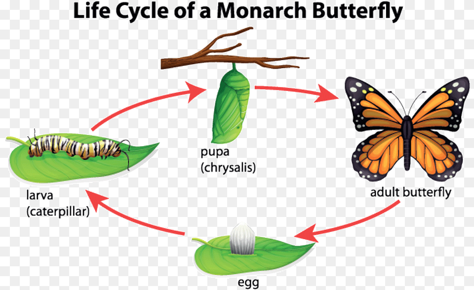 Step By Step Butterfly Life Cycle, Animal, Insect, Invertebrate Png Image