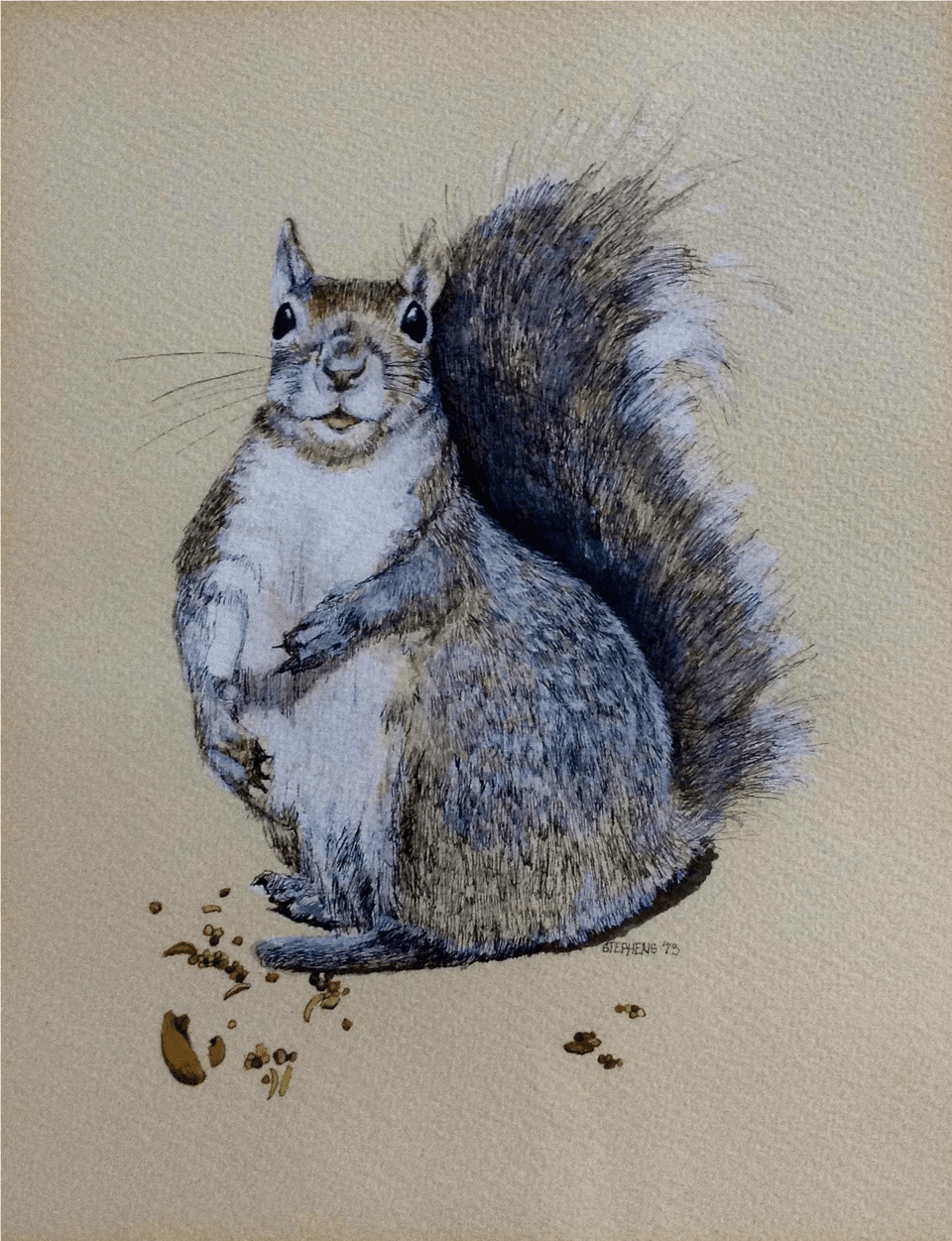 Stephens Squirrel Watercolor Amp Ink Works On Paper Drawing, Art, Animal, Mammal, Rat Png