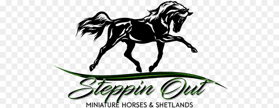 Steppin Out Miniature Horses And Shetlands Amhr Aspc California Animal Figure, Horse, Mammal, Text, Person Free Transparent Png