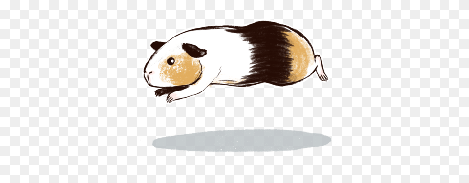 Steps And Tips To Gain Guinea Pigsu0027 Love Trust U2013 Guineadad Rat, Animal, Mammal, Rodent, Bear Free Png Download