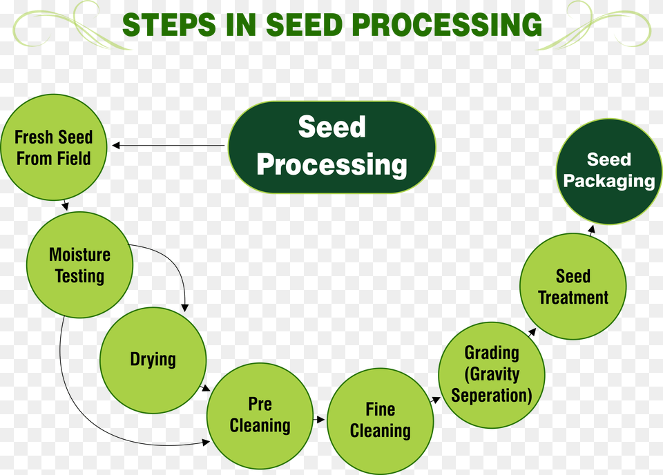 Steps In Seed Processing Inside Of A Seed, Diagram, Uml Diagram Png Image