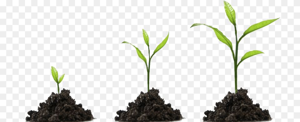 Steps To Growing Your Law Practice Through Blogging Plant Growing, Soil, Sprout, Leaf Free Transparent Png