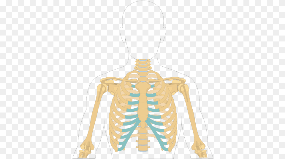 Sternum Bone Overview Sternum Bone, Person, Skeleton Png Image