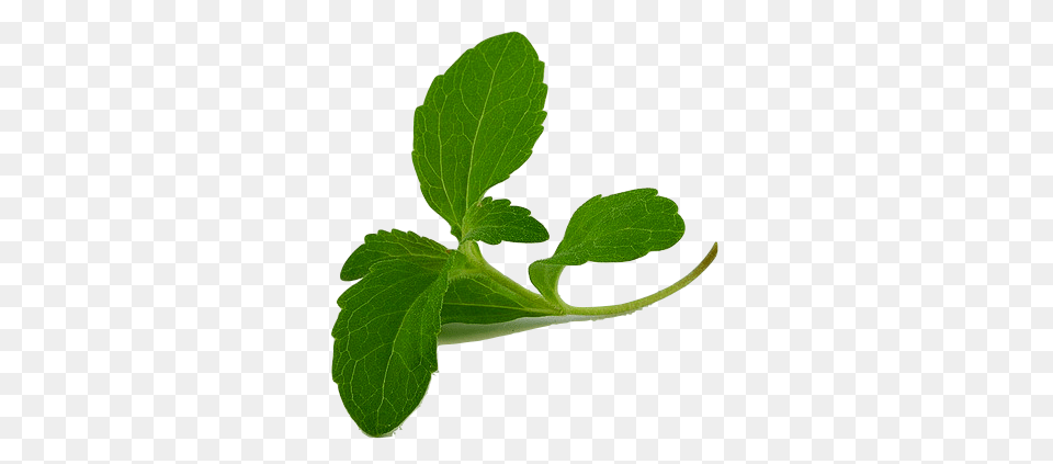 Stevia First Discovers Novel Plant Variant, Herbs, Leaf, Mint, Herbal Free Transparent Png