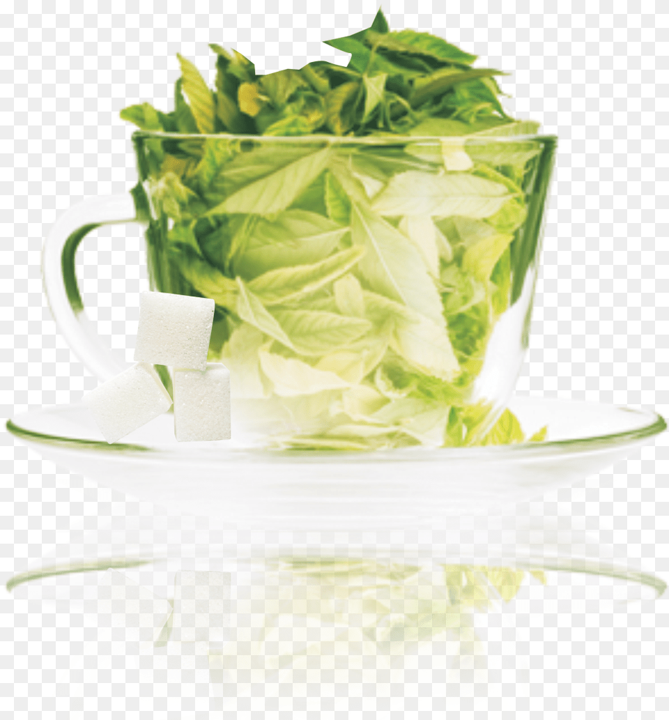 Stevia Green Tea, Leaf, Plant, Cup, Alcohol Free Png