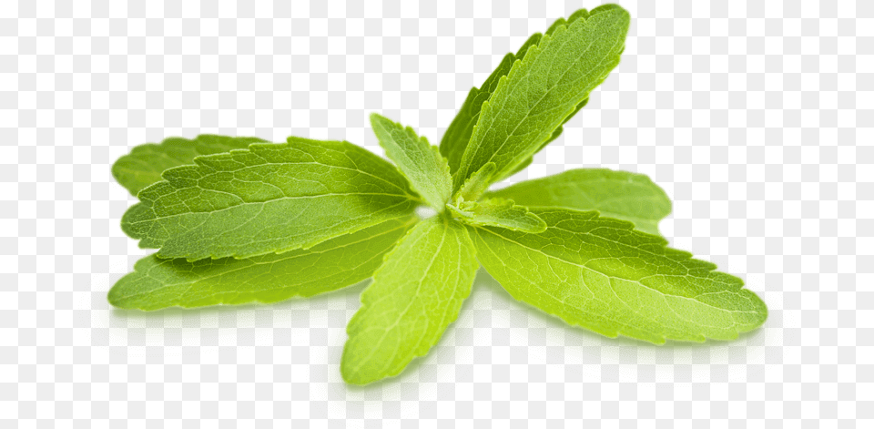 Stevia Leaf, Herbal, Herbs, Mint, Plant Png