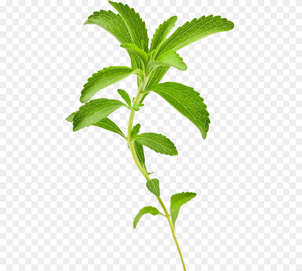 Stevia Plant, Herbs, Leaf, Mint, Herbal Free Png Download