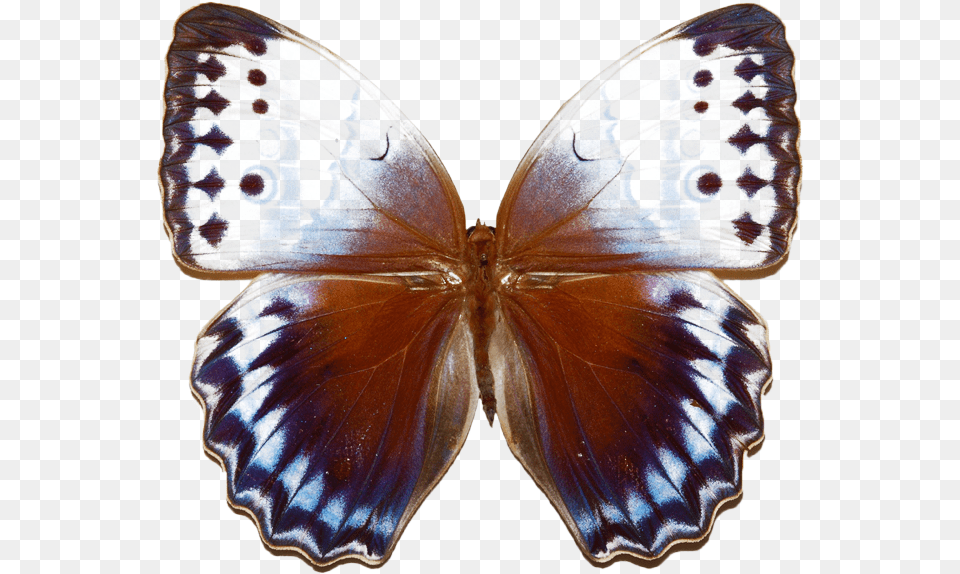 Stichophthalma Camadeva, Animal, Insect, Invertebrate, Butterfly Free Png