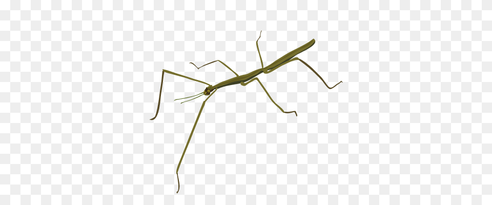 Stick Insect, Animal, Invertebrate, Mantis Png Image