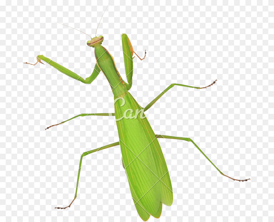Stick Insectoecanthidae Mantidae, Animal, Insect, Invertebrate, Mantis Png Image