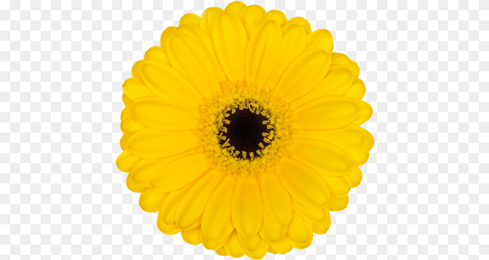 Sticker, Daisy, Flower, Plant, Pollen Free Transparent Png