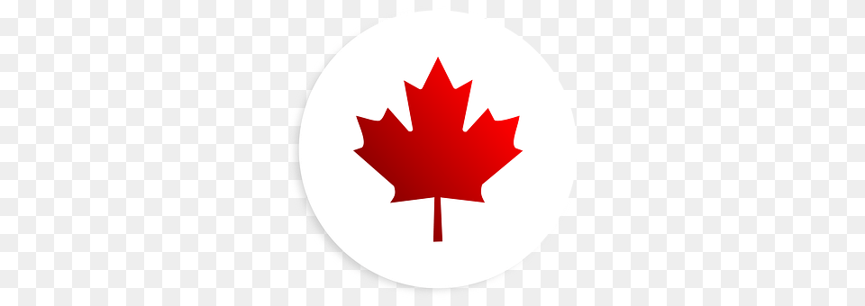 Sticker Leaf, Maple Leaf, Plant, Tree Png Image