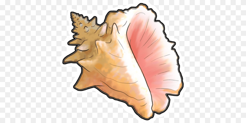 Sticker, Animal, Invertebrate, Sea Life, Seashell Free Png