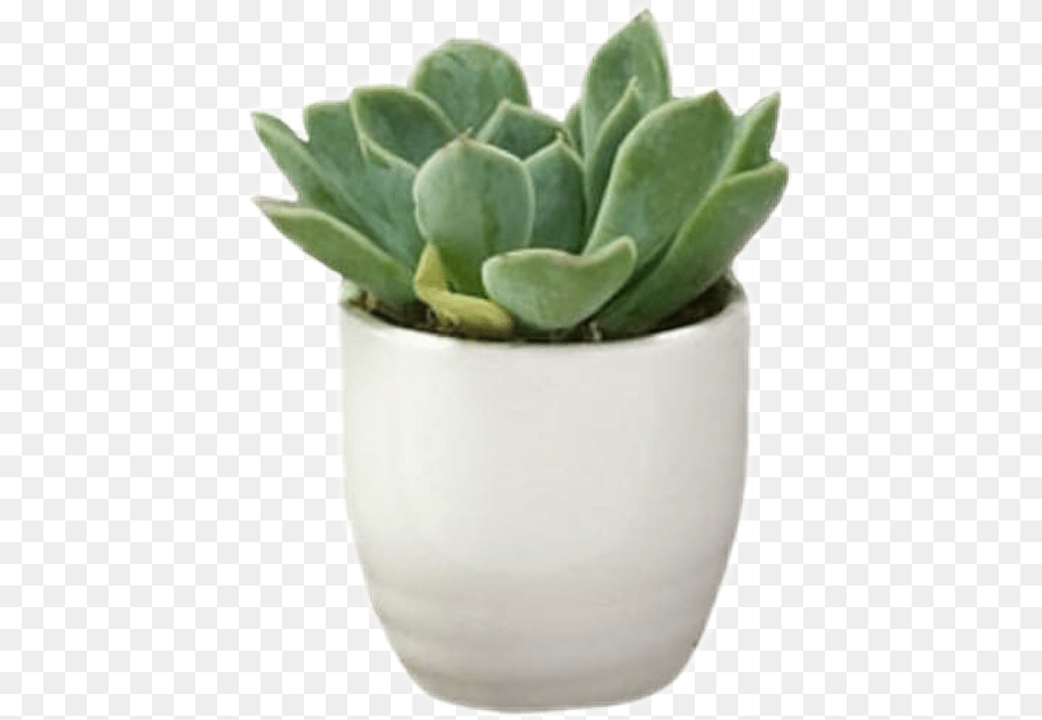 Sticker Aesthetic Green Cute Plants Use Aesthetic Plant, Vase, Pottery, Potted Plant, Planter Free Png