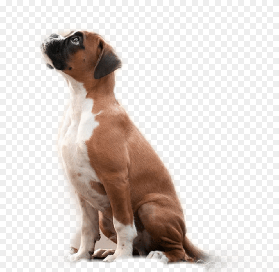 Sticker Animales Mascotas Perros Dog, Animal, Boxer, Bulldog, Canine Png Image