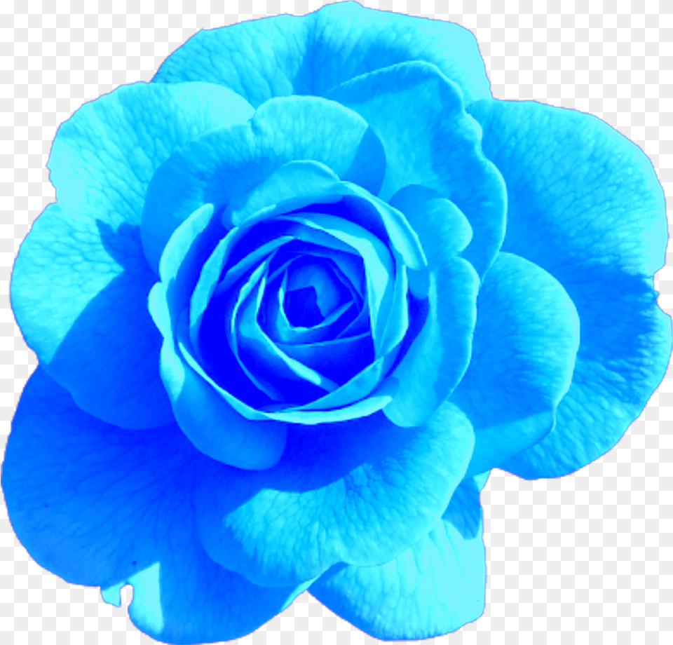 Sticker Blue Rose Aesthetic Tumblr Freetoedit Aesthetic Hd Pink Rose Flower, Plant Png Image