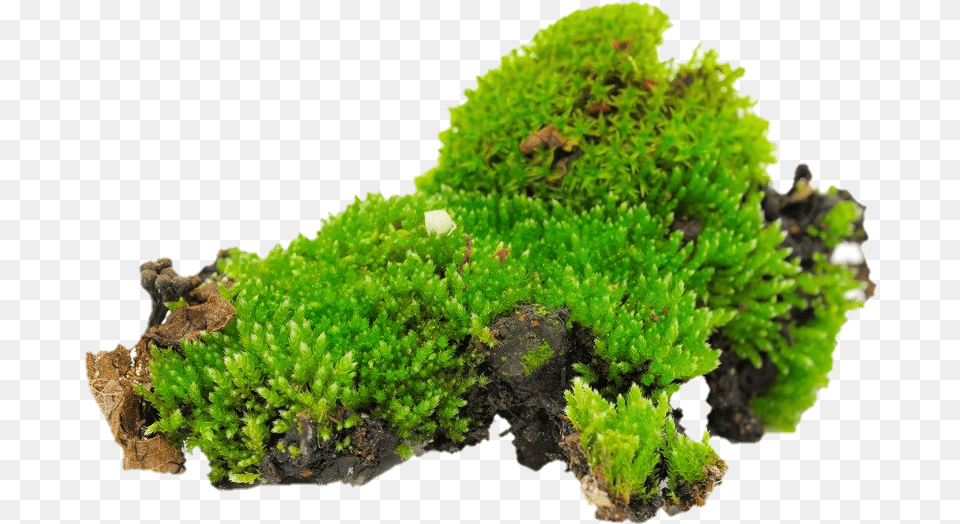 Sticker By Tania Bouzas Grow Moss, Plant Png Image