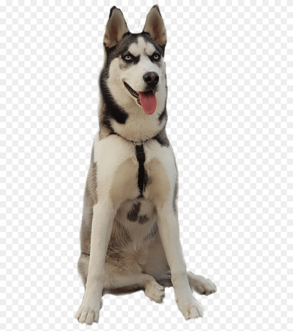 Sticker Challenge Husky Animaleye Dog Mackenzie River Husky, Animal, Canine, Mammal, Pet Png