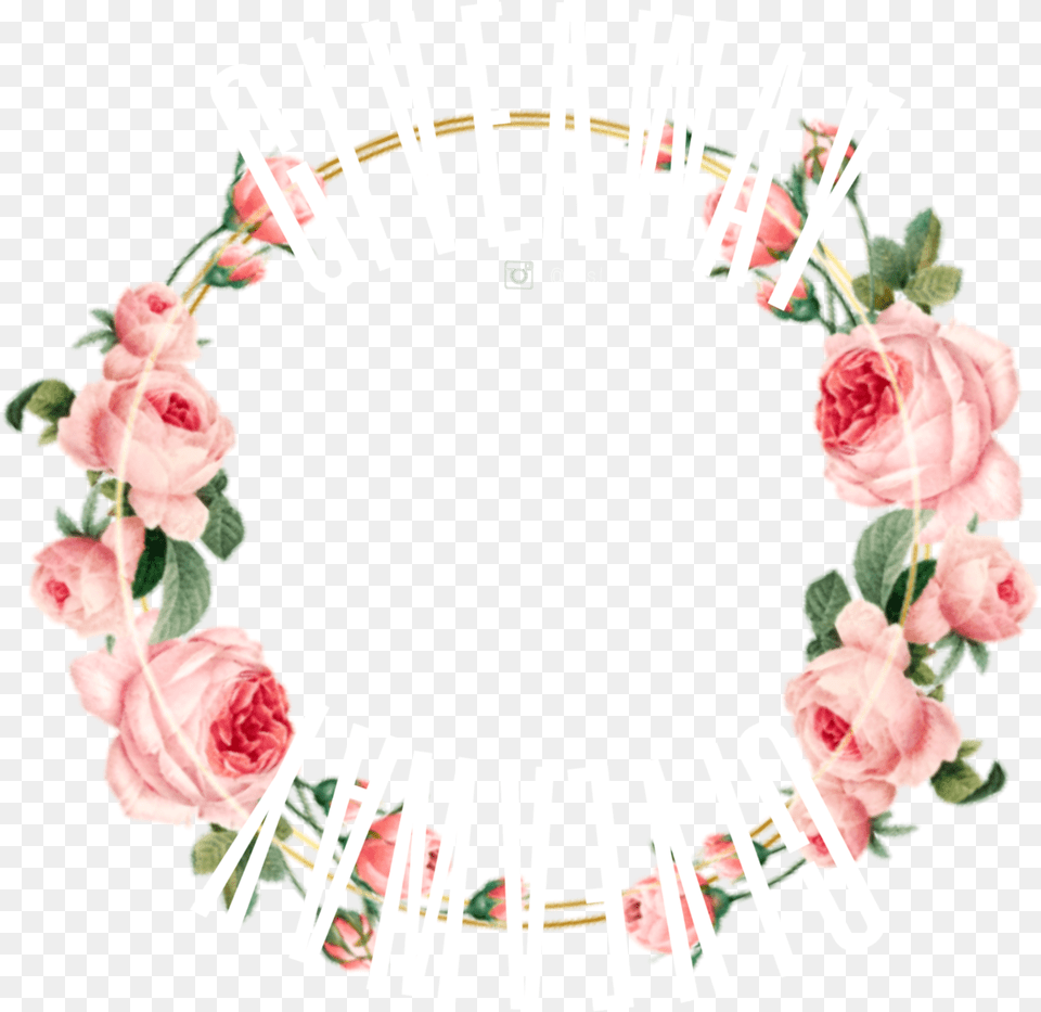 Sticker Circle Circleframe Roses Giveaway Hybrid Tea Rose, Flower, Plant, Wreath, Petal Png Image