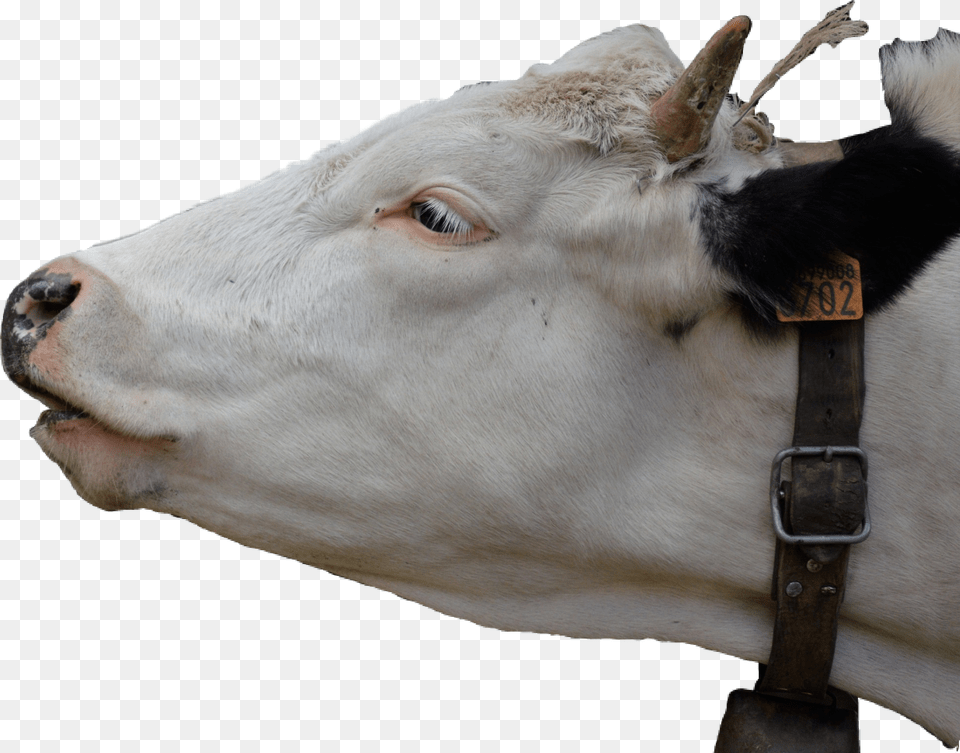Sticker Cow Head Cowhead Dennystoughton Cattle, Animal, Bull, Mammal, Livestock Png Image