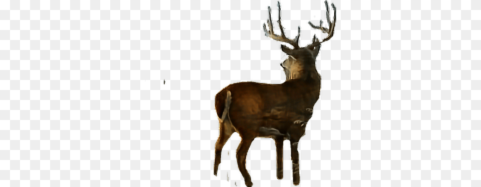Sticker Deer Buck Antlers Animal Freetoedit Deer, Elk, Mammal, Wildlife, Antelope Free Png