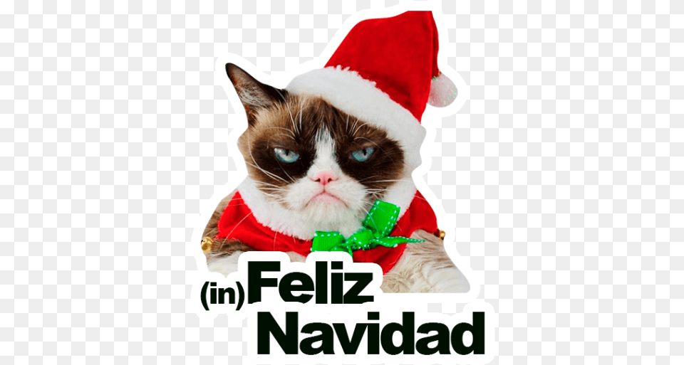 Sticker Maker Grumpy Cat Y Lil Bub Happy Holidays Grumpy Cat, Clothing, Hat, Baby, Person Free Png