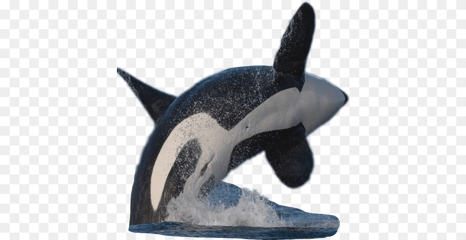 Sticker Orca Whale Watercolor Oceanlife Killer Whale, Animal, Mammal, Sea Life, Fish Png Image